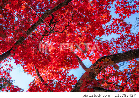 [Autumn leaves material] Autumn leaves of Choenji Temple [Nagano Prefecture] 116782427