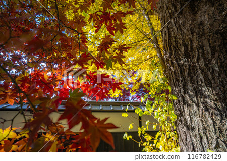[Autumn leaves material] Autumn leaves of Choenji Temple [Nagano Prefecture] 116782429