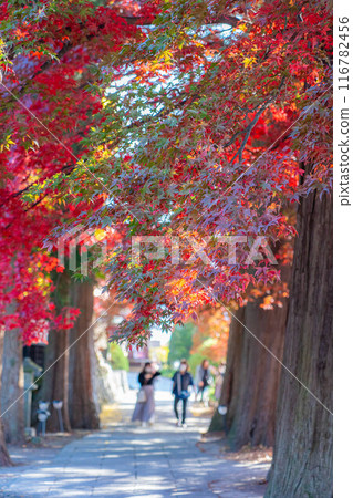[Autumn leaves material] Autumn leaves of Choenji Temple [Nagano Prefecture] 116782456