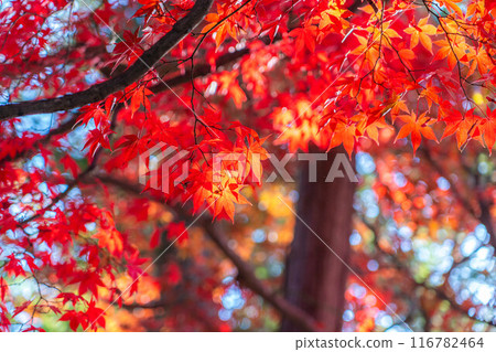 [Autumn leaves material] Autumn leaves of Choenji Temple [Nagano Prefecture] 116782464
