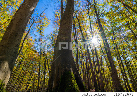 [森林素材] 秋天的美麗森林[新潟縣] 116782675