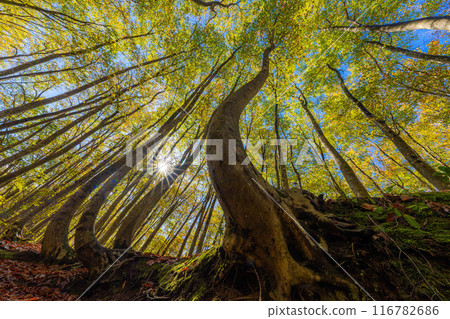 [森林素材] 秋天的美麗森林[新潟縣] 116782686