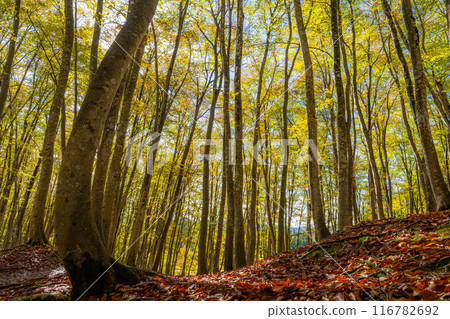 [Forest material] Autumn beauty forest [Niigata Prefecture] 116782692