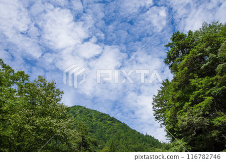 Summer mountain scenery on a sunny day {Summer image/background material} 116782746