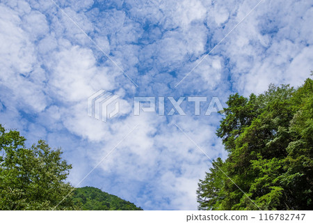 Summer mountain scenery on a sunny day {Summer image/background material} 116782747