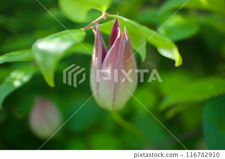 十瓣鐵線蓮「贊岐王」正在盛開。花語是「心靈之美」、「旅人的喜悅」、「甜蜜的束縛」。 116782910