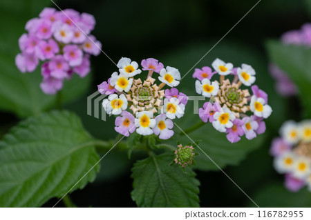 Lantana flower 01 Lantana flower 01 116782955