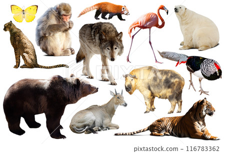 animal collection asia animal collection asia 116783362