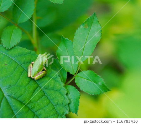 在葉子的雨蛙 116783410