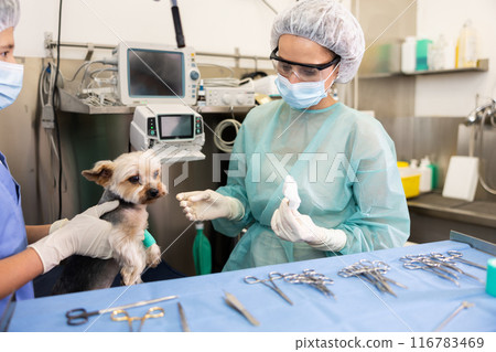 Veterinary female doctor and guy assistant carry out examination and treatment of Yorkshire terrier Veterinary female doctor and guy assistant carry out examination and treatment of Yorkshire terrier 116783469