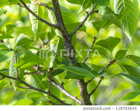 Vivid new greenery on a cherry tree and a cicada Vivid new greenery on a cherry tree and a cicada 116783643