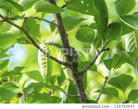 Vivid new greenery on a cherry tree and a cicada Vivid new greenery on a cherry tree and a cicada 116783645