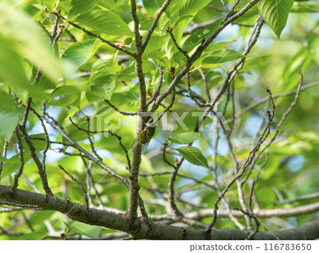 Vivid new greenery on a cherry tree and a cicada Vivid new greenery on a cherry tree and a cicada 116783650