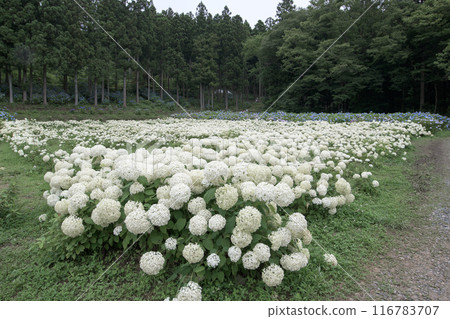 White hydrangea field, Michinoku Hydrangea Garden, Iwate Prefecture White hydrangea field, Michinoku Hydrangea Garden, Iwate Prefecture 116783707