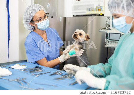 Veterinary female doctor and guy assistant carry out examination and treatment of Yorkshire terrier 116783752