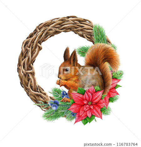 Winter season vintage style decor vine wreath with red squirrel. Watercolor illustration. Painted rustic Christmas time decoration with pine twig, poinsettia flower, forest squirrel. White background 116783764