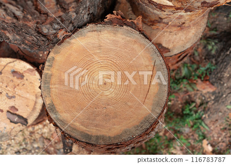 Pile of Tree Parts Slice Stump, Log end Other Tree Trunk Parts for Wallpaper Background. Selective Focus Photo. 116783787
