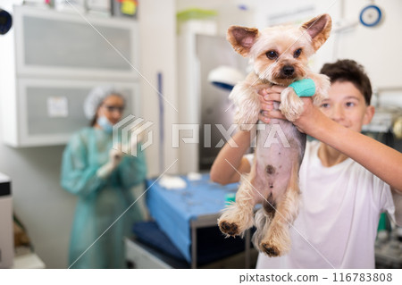 Yorkshire terrier with bandaged paw in hands of teenager at veterinary clinic 116783808