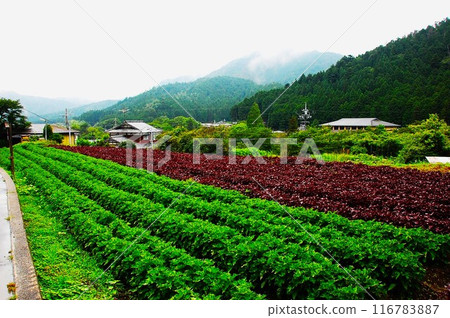 大原的紅紫蘇田 大原的紅紫蘇田 116783887