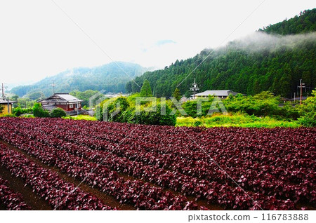 京都大原的Shiso領域 116783888