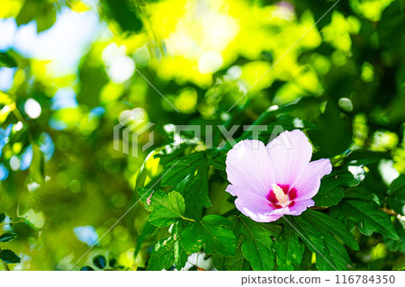 粉紅色的花朵向著太陽綻放 116784350