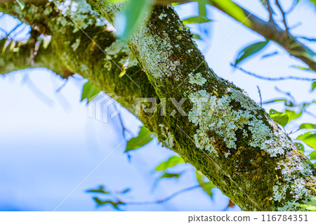Cicadas stopping in trees 116784351