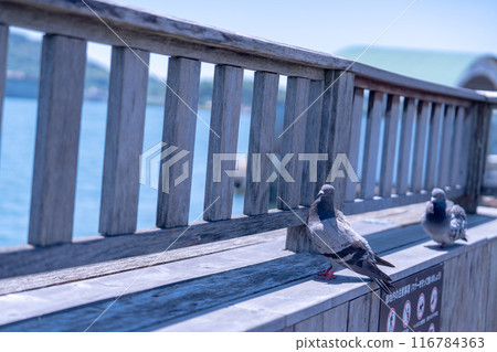 Pigeons perched on the railing of a bridge 116784363