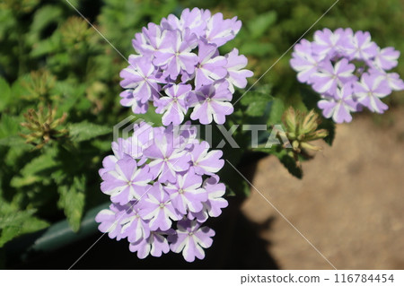馬鞭草花 馬鞭草花 116784454