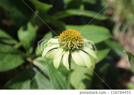 綠色紫錐花 綠色紫錐花 116784455
