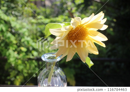 White sunflower vase White sunflower vase 116784463