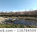 Spring cherry blossoms in Ogawa, Iizaka-cho, Fukushima City 116784509