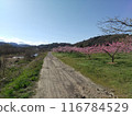 Spring scenery in Ogawa, Iizaka-cho, Fukushima City 116784529