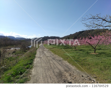 福島市飯坂町小川的春天景色 福島市飯坂町小川的春天景色 116784529