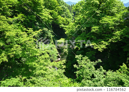 View from the observation deck: Daigenta Canyon, landscape directly below the erosion control dam, Yuzawa Town, Niigata Prefecture 116784562