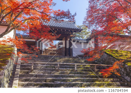 秋天的京都,曼殊院,秋葉覆蓋的直島門 秋天的京都,曼殊院,秋葉覆蓋的直島門 116784594