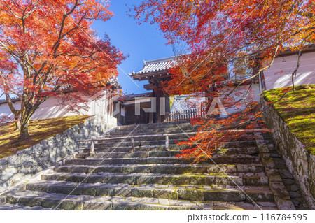 Kyoto in autumn, Manshu-in Temple, Chokushimon gate covered in autumn leaves Kyoto in autumn, Manshu-in Temple, Chokushimon gate covered in autumn leaves 116784595
