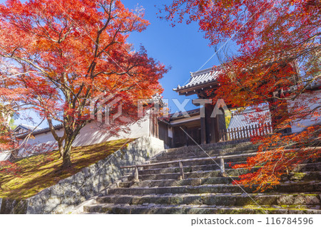 Kyoto in autumn, Manshu-in Temple, Chokushimon gate covered in autumn leaves Kyoto in autumn, Manshu-in Temple, Chokushimon gate covered in autumn leaves 116784596