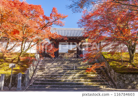 Kyoto in autumn, Manshu-in Temple, Chokushimon gate covered in autumn leaves Kyoto in autumn, Manshu-in Temple, Chokushimon gate covered in autumn leaves 116784603