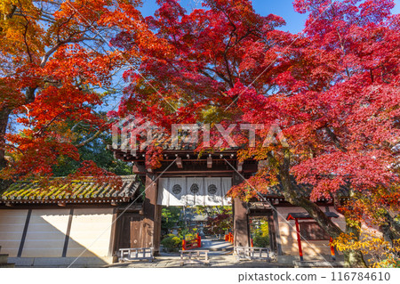 秋天的京都:今宮神社東門被秋葉覆蓋 秋天的京都:今宮神社東門被秋葉覆蓋 116784610