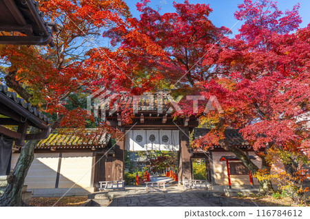 Kyoto in autumn: East gate of Imamiya Shrine covered in autumn leaves 116784612