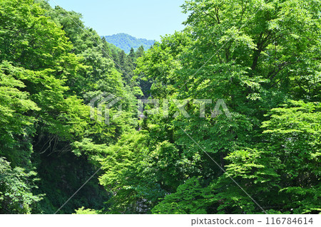 新潟縣湯澤町大元太峽谷、薩博水壩正下方的展望台 新潟縣湯澤町大元太峽谷、薩博水壩正下方的展望台 116784614