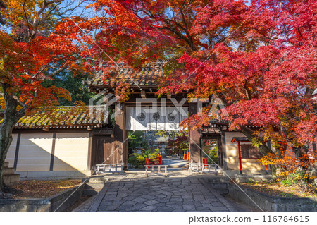 Kyoto in autumn: East gate of Imamiya Shrine covered in autumn leaves Kyoto in autumn: East gate of Imamiya Shrine covered in autumn leaves 116784615