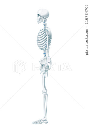 Whole body skeleton 116784703