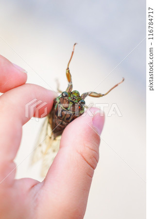 抓住築築星 116784717