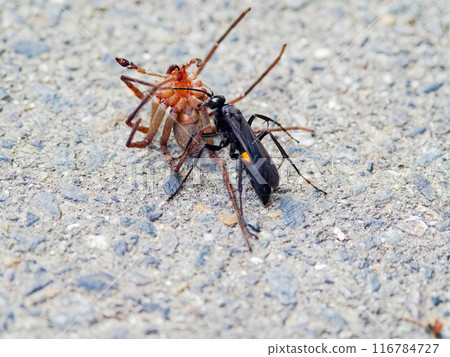 捕獵蜘蛛科巨型安康魚 捕獵蜘蛛科巨型安康魚 116784727