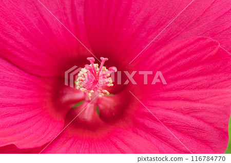 Red Titan Vikas Close-up 116784770