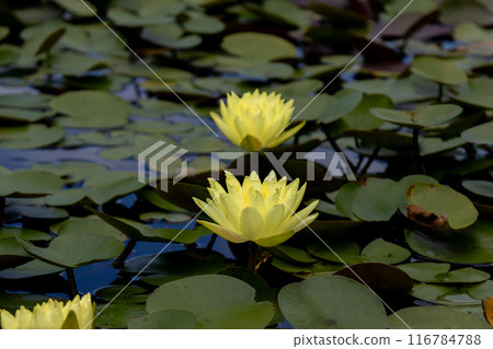 Yellow water lilies 116784788