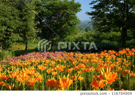 View of the lily garden with colorful lilies blooming at Jupia Land Hirata at the foot of Mt. Yomota, Hirata Village, Ishikawa County, Fukushima Prefecture 116784809