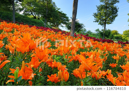 View of the lily garden with colorful lilies blooming at Jupia Land Hirata at the foot of Mt. Yomota, Hirata Village, Ishikawa County, Fukushima Prefecture 116784810