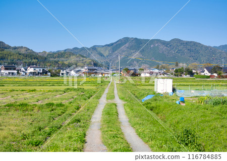 A landscape with a straight road through rice fields 116784885